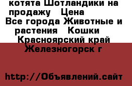 котята Шотландики на продажу › Цена ­ 5 000 - Все города Животные и растения » Кошки   . Красноярский край,Железногорск г.